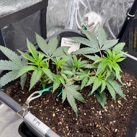 Permanent Marker growlog timeline photo