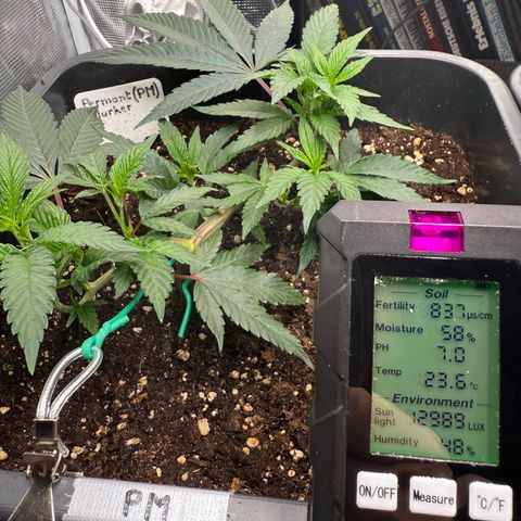 Permanent Marker growlog timeline photo