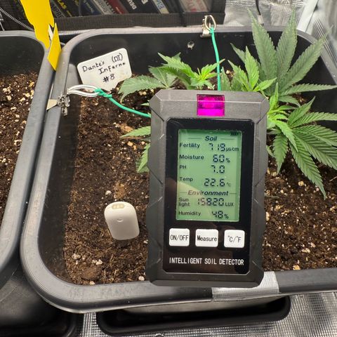 Dante‘s Inferno #8 growlog timeline photo