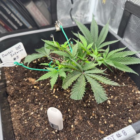 Dante‘s Inferno #8 growlog timeline photo