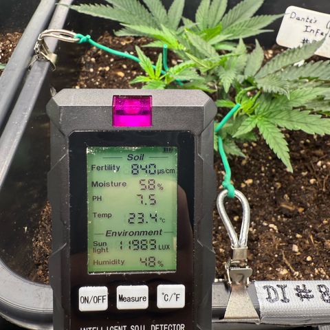Dante‘s Inferno #8 growlog timeline photo