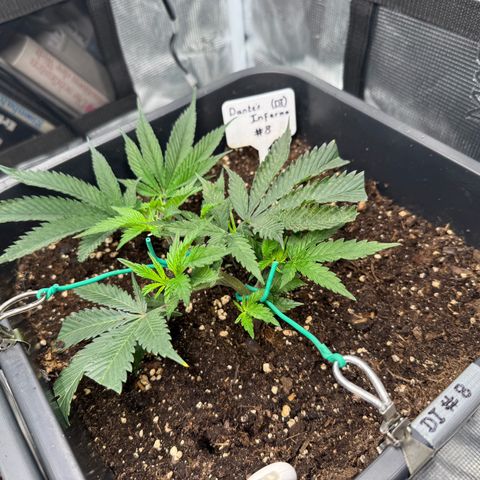 Dante‘s Inferno #8 growlog timeline photo