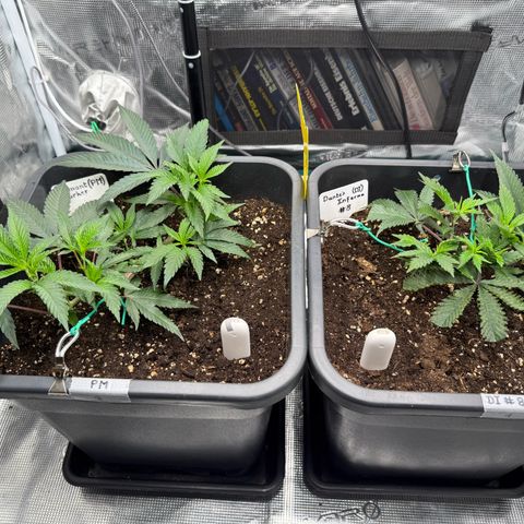 Permanent Marker growlog timeline photo