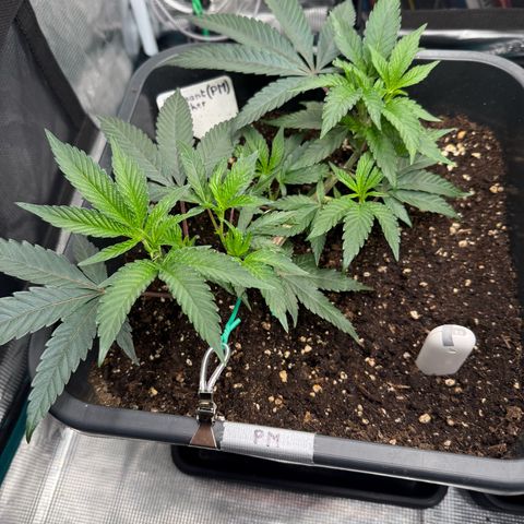 Permanent Marker growlog timeline photo