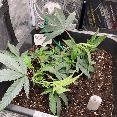Permanent Marker growlog timeline photo