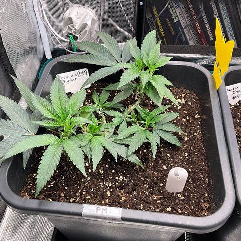 Permanent Marker growlog timeline photo