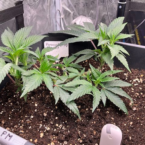 Permanent Marker growlog timeline photo