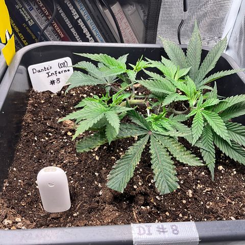 Dante‘s Inferno #8 growlog timeline photo
