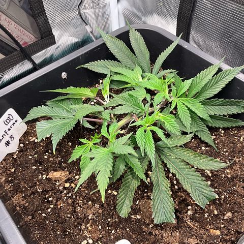 Dante‘s Inferno #8 growlog timeline photo