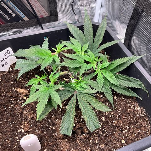 Dante‘s Inferno #8 growlog timeline photo