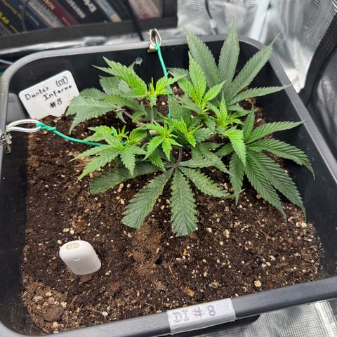 Dante‘s Inferno #8 growlog timeline photo