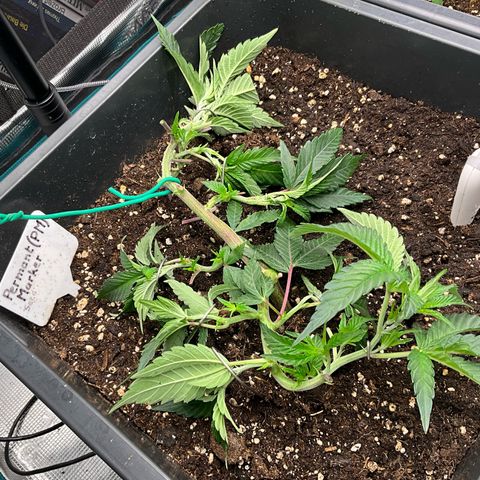 Permanent Marker growlog timeline photo