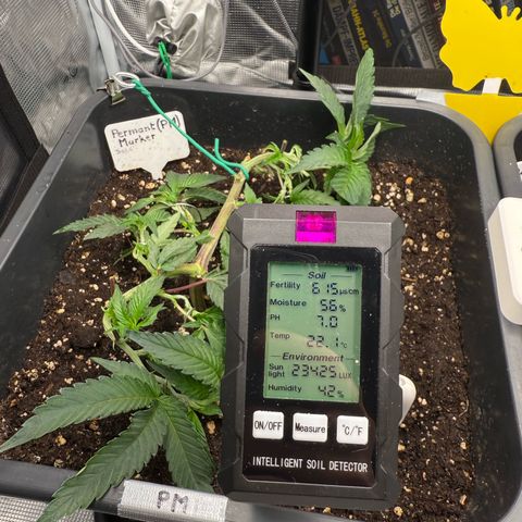 Permanent Marker growlog timeline photo