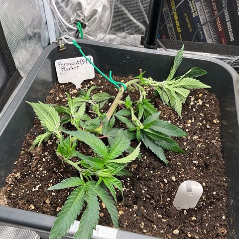 Permanent Marker growlog timeline photo