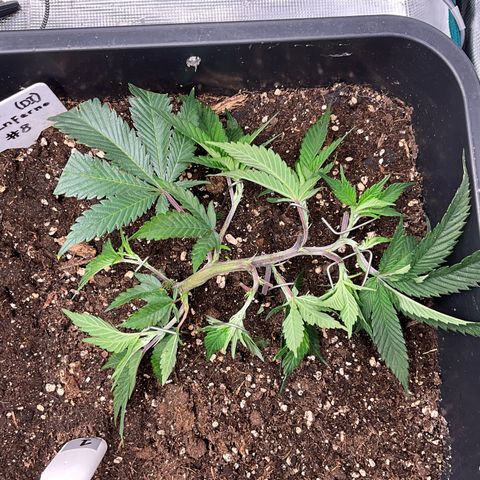 Dante‘s Inferno #8 growlog timeline photo