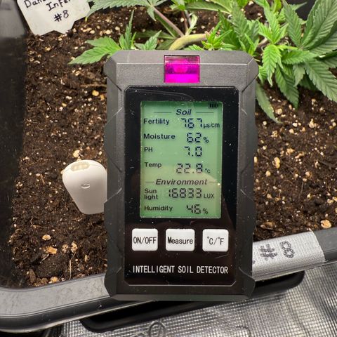 Dante‘s Inferno #8 growlog timeline photo