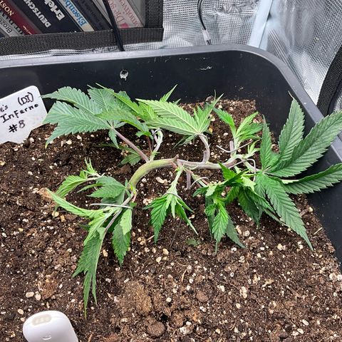 Dante‘s Inferno #8 growlog timeline photo