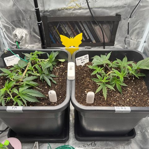 Permanent Marker growlog timeline photo