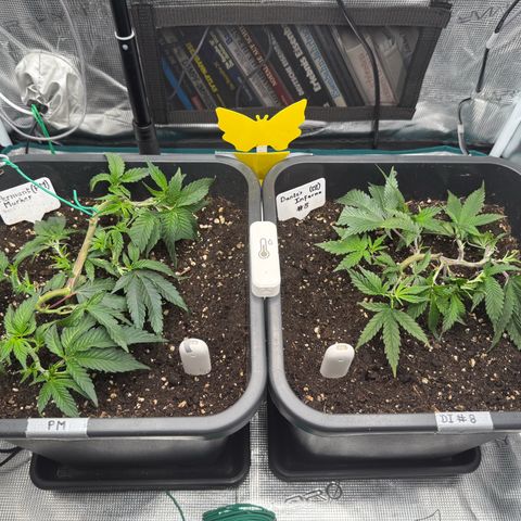 Permanent Marker growlog timeline photo