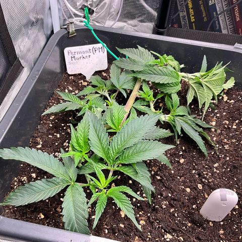Permanent Marker growlog timeline photo