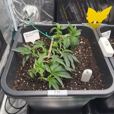 Permanent Marker growlog timeline photo