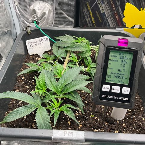 Permanent Marker growlog timeline photo