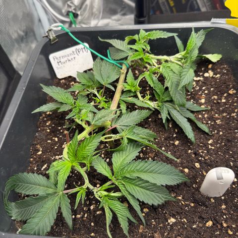 Permanent Marker growlog timeline photo