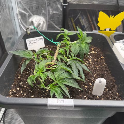 Permanent Marker growlog timeline photo