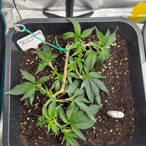 Permanent Marker growlog timeline photo
