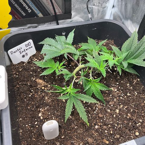 Dante‘s Inferno #8 growlog timeline photo