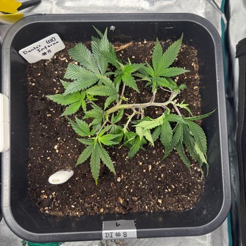 Dante‘s Inferno #8 growlog timeline photo
