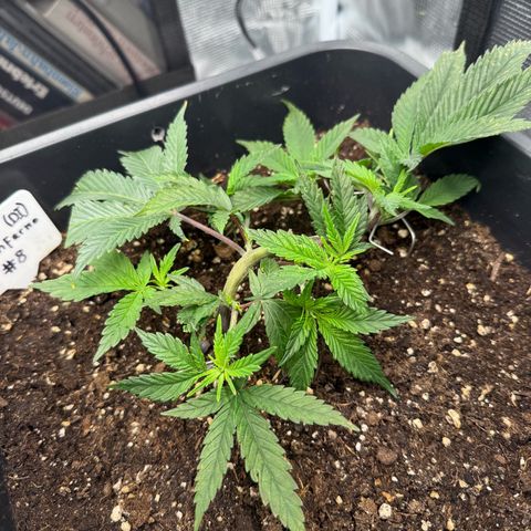 Dante‘s Inferno #8 growlog timeline photo