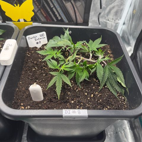 Dante‘s Inferno #8 growlog timeline photo