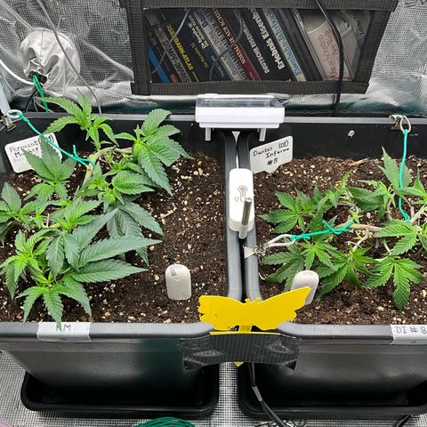 Permanent Marker growlog timeline photo