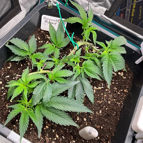 Permanent Marker growlog timeline photo