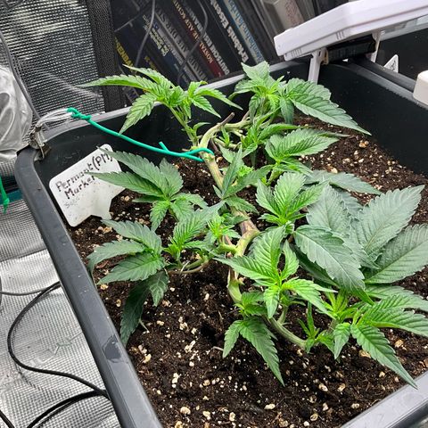 Permanent Marker growlog timeline photo