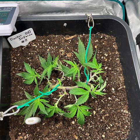 Dante‘s Inferno #8 growlog timeline photo