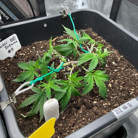 Dante‘s Inferno #8 growlog timeline photo