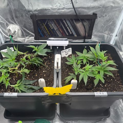 Permanent Marker growlog timeline photo