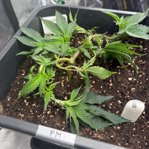 Permanent Marker growlog timeline photo
