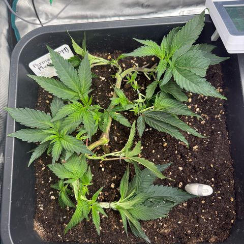 Permanent Marker growlog timeline photo