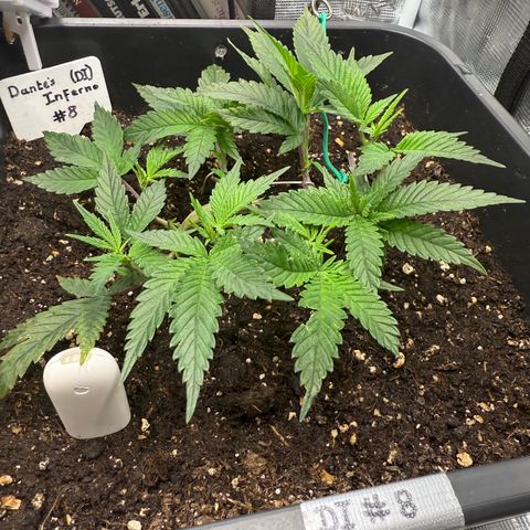 Dante‘s Inferno #8 growlog timeline photo
