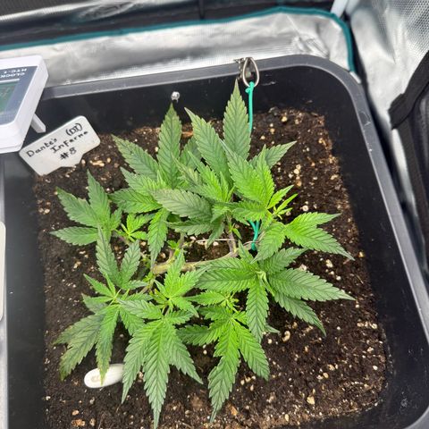 Dante‘s Inferno #8 growlog timeline photo