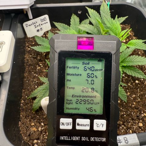Dante‘s Inferno #8 growlog timeline photo