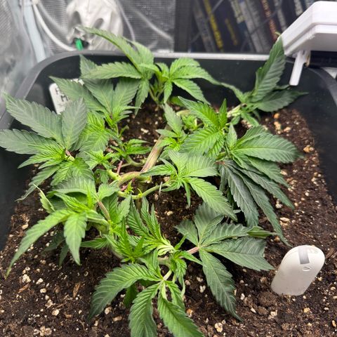 Permanent Marker growlog timeline photo