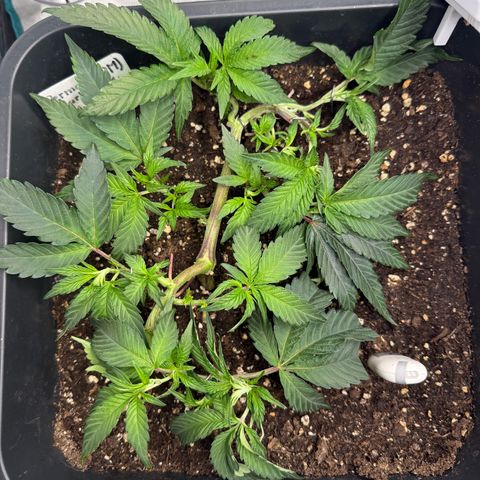 Permanent Marker growlog timeline photo