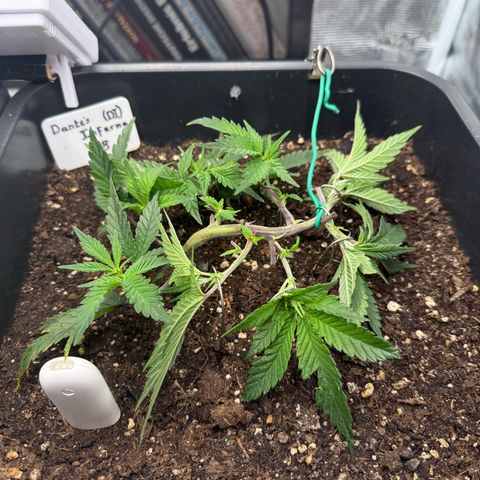 Dante‘s Inferno #8 growlog timeline photo