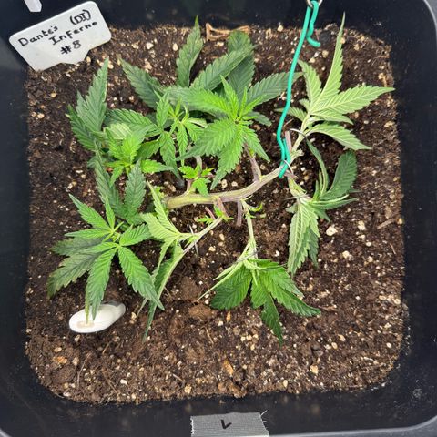 Dante‘s Inferno #8 growlog timeline photo
