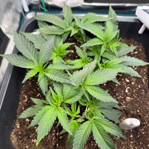 Permanent Marker growlog photo: 13:40