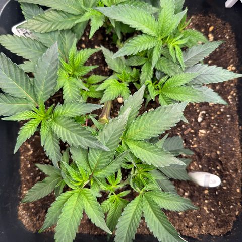 Permanent Marker growlog photo: 13:40